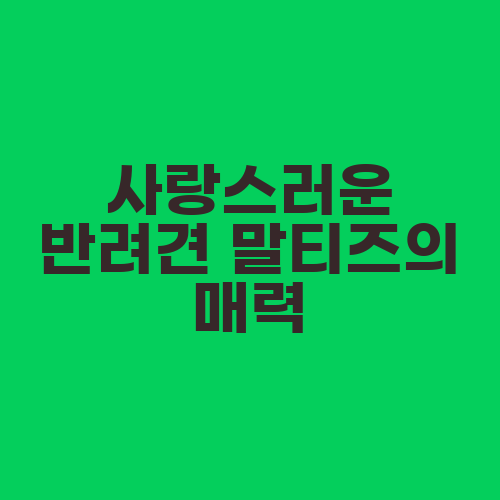 사랑스러운 반려견 말티즈의 매력