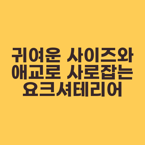 귀여운 사이즈와 애교로 사로잡는 요크셔테리어